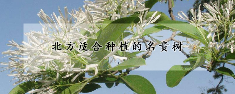 北方適合種植的名貴樹