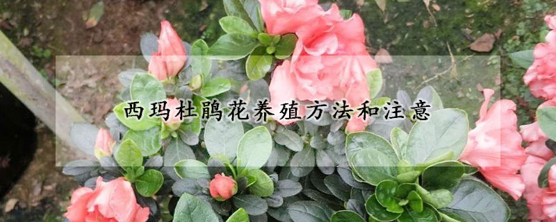 西瑪杜鵑花養殖方法和注意