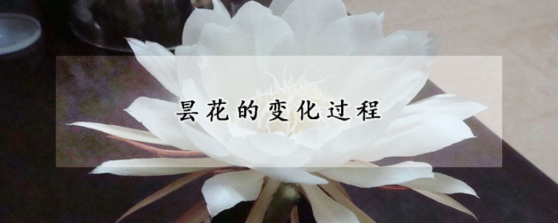 曇花的變化過(guò)程