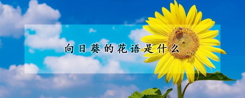 向日葵的花語是什么