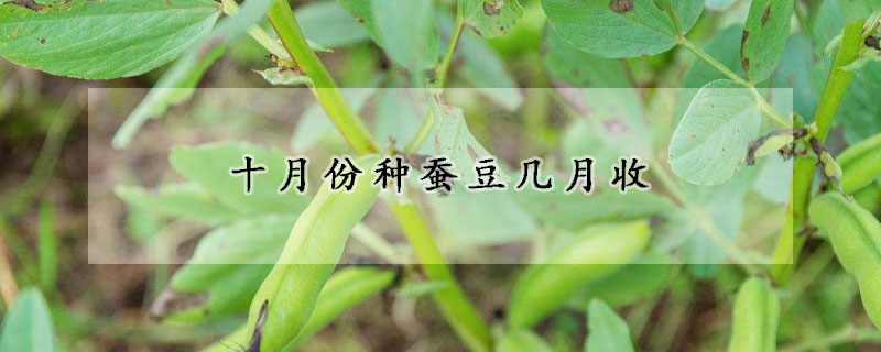 十月份種蠶豆幾月收