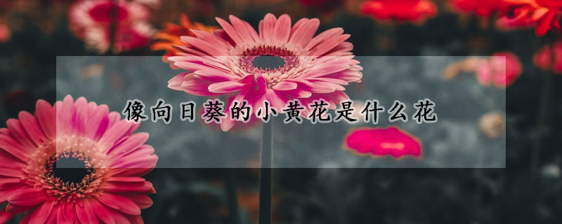 像向日葵的小黃花是什么花