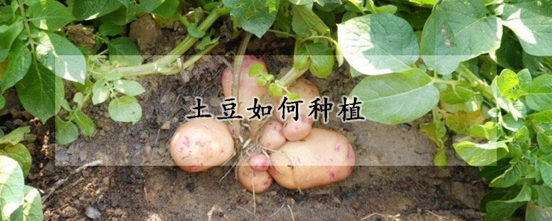 土豆如何種植