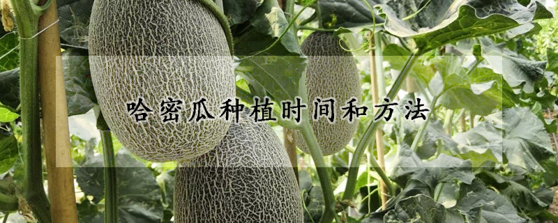 哈密瓜種植時(shí)間和方法