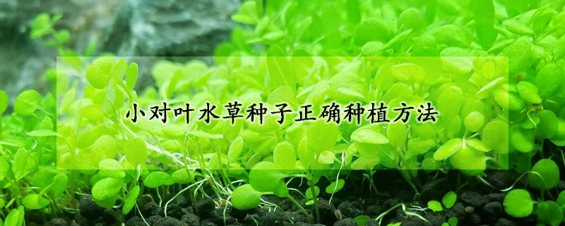 小對葉水草種子正確種植方法