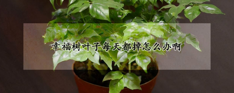 幸福樹(shù)葉子每天都掉怎么辦啊