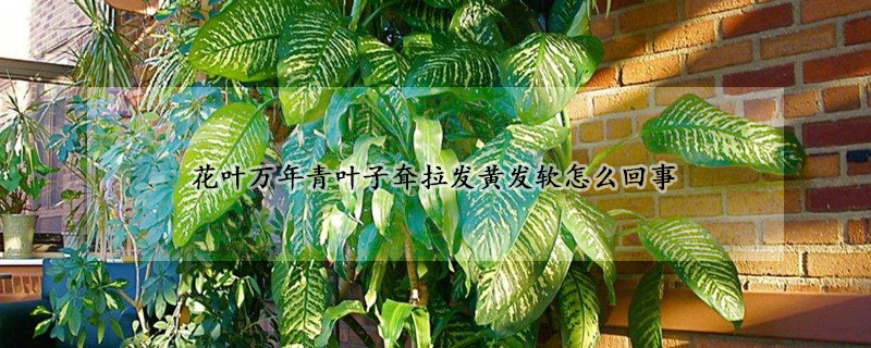 花葉萬年青葉子耷拉發(fā)黃發(fā)軟怎么回事