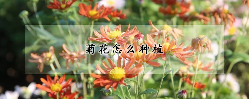 菊花怎么種植