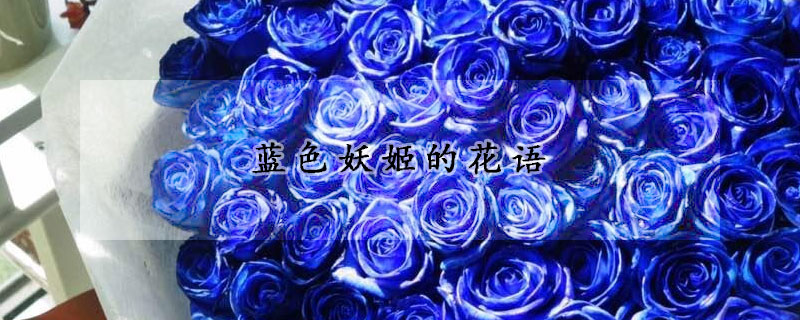 藍色妖姬的花語