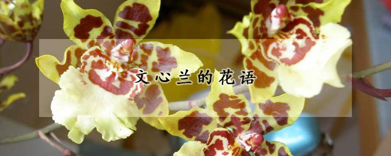 文心蘭的花語