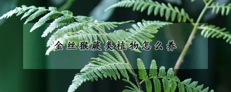 金絲猴蕨類植物怎么養