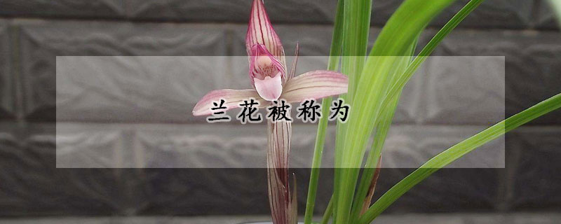 蘭花被稱為