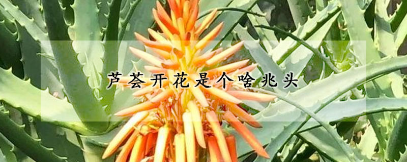 蘆薈開花是個啥兆頭