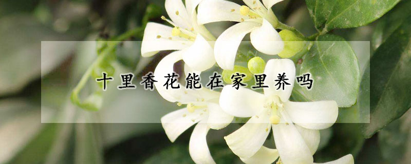 十里香花能在家里養嗎