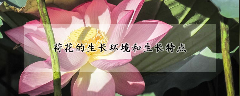 荷花的生長(zhǎng)環(huán)境和生長(zhǎng)特點(diǎn)