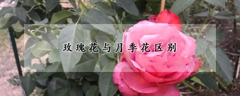 玫瑰花與月季花區(qū)別