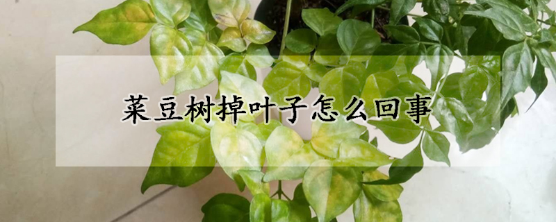 菜豆樹(shù)掉葉子怎么回事