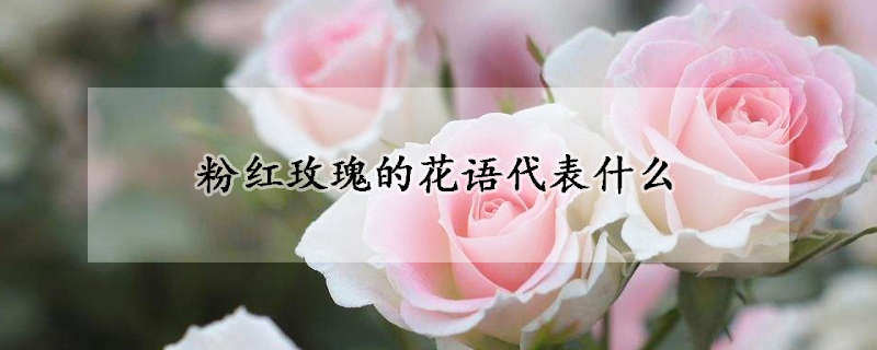 粉紅玫瑰的花語代表什么