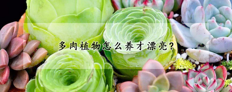 多肉植物怎么養(yǎng)才漂亮?