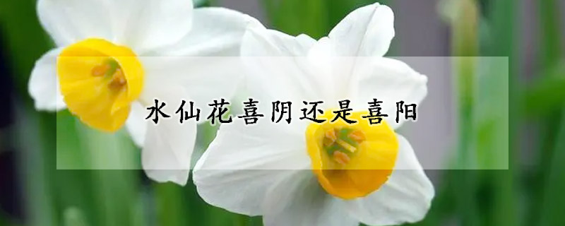 水仙花喜陰還是喜陽