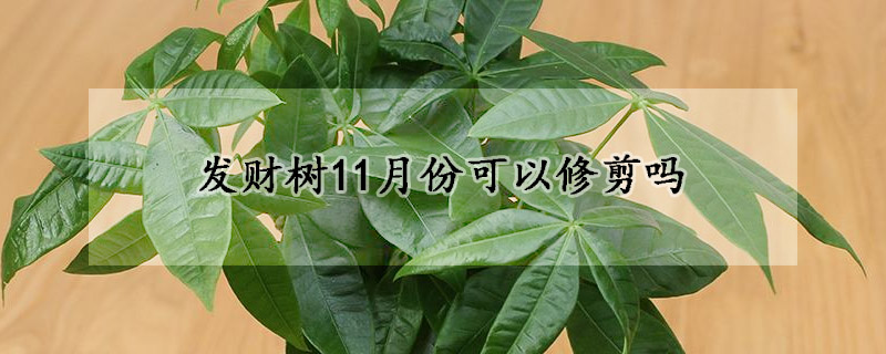 發財樹11月份可以修剪嗎