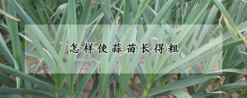 怎樣使蒜苗長(zhǎng)得粗