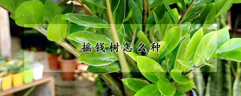 搖錢樹怎么種