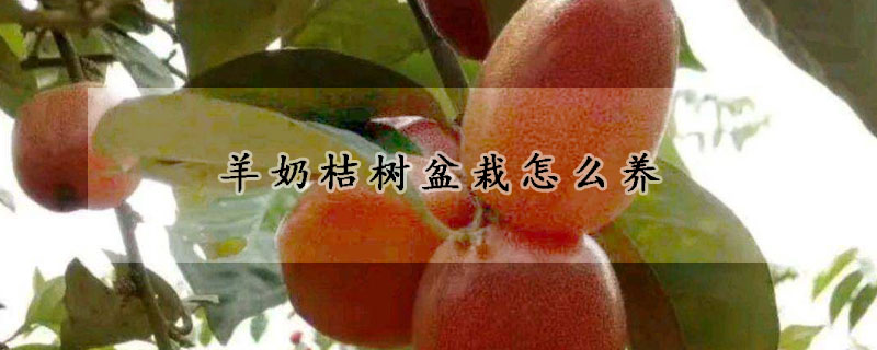 羊奶桔樹盆栽怎么養(yǎng)