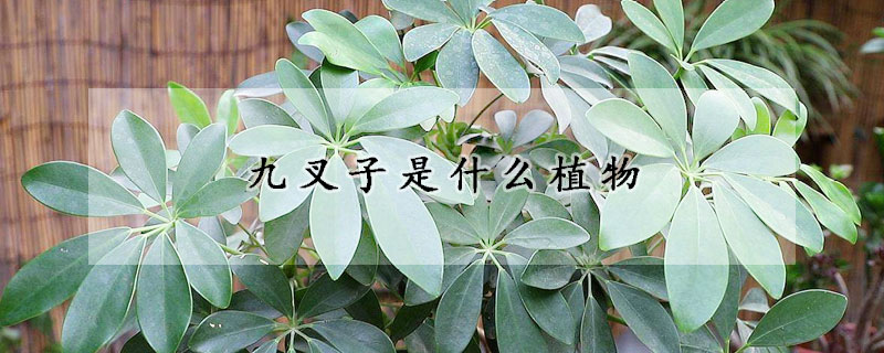 九叉子是什么植物