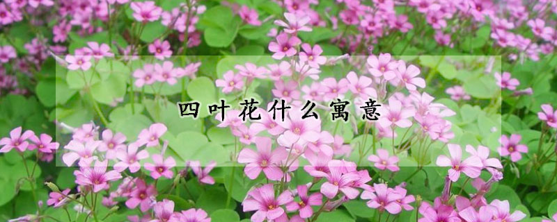 四葉花什么寓意