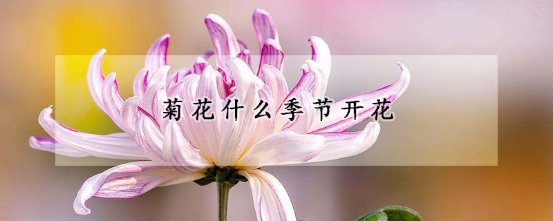 菊花什么季節開花