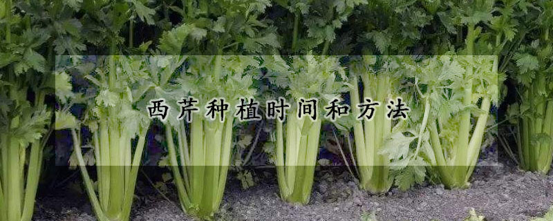 西芹種植時間和方法