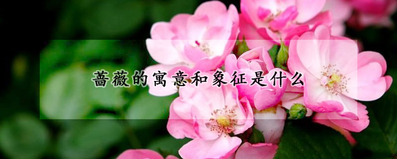 薔薇的寓意和象征是什么