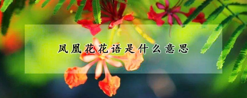 鳳凰花花語是什么意思