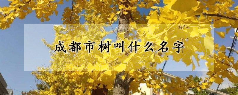 成都市樹叫什么名字