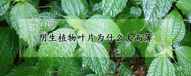 陰生植物葉片為什么大而薄