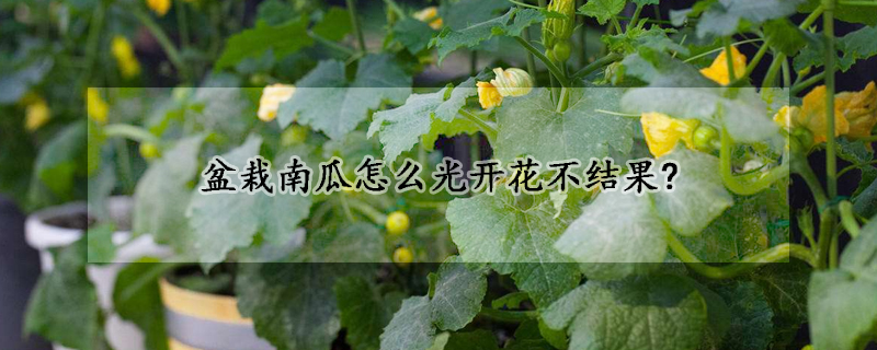 盆栽南瓜怎么光開(kāi)花不結(jié)果?