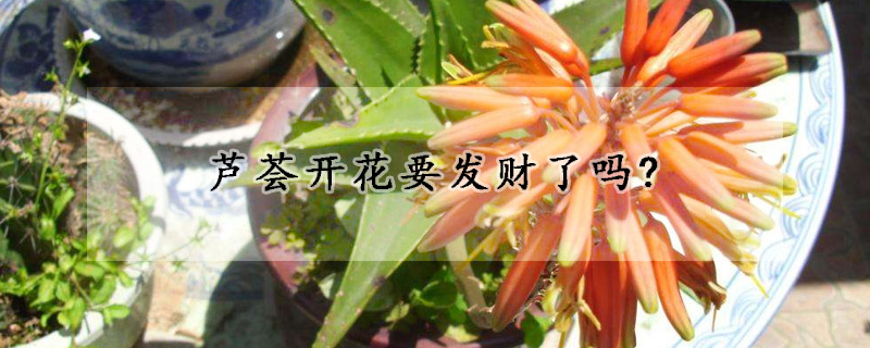 蘆薈開花要發財了嗎?