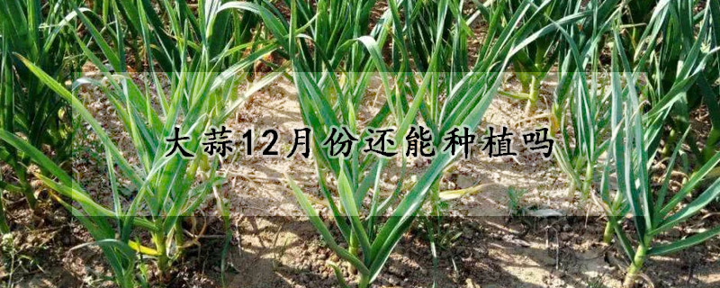 大蒜12月份還能種植嗎