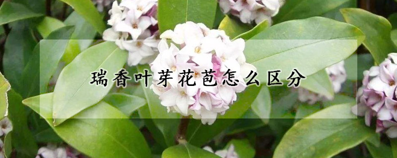 瑞香葉芽花苞怎么區(qū)分