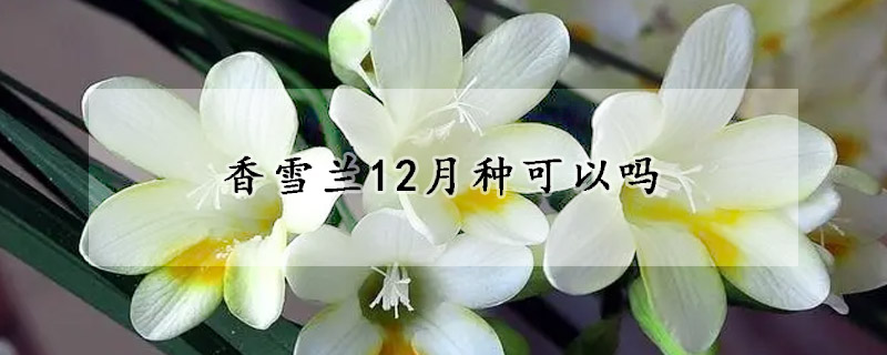 香雪蘭12月種可以嗎