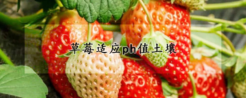 草莓適應ph值土壤