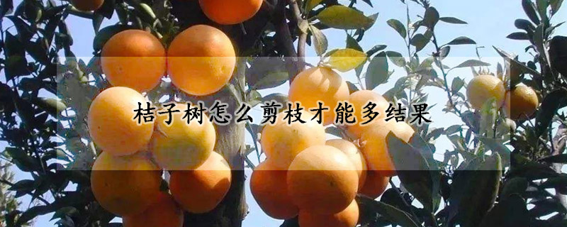 桔子樹怎么剪枝才能多結果