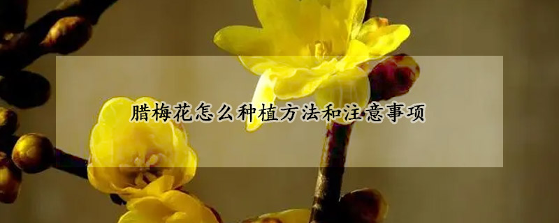 臘梅花怎么種植方法和注意事項(xiàng)