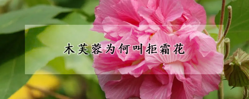 木芙蓉為何叫拒霜花