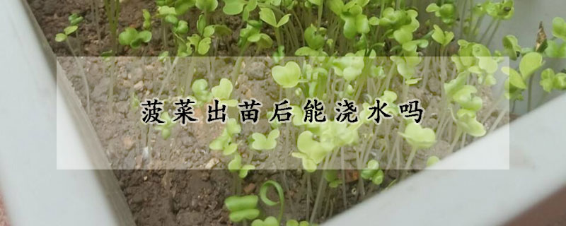 菠菜出苗后能澆水嗎