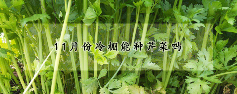 11月份冷棚能種芹菜嗎