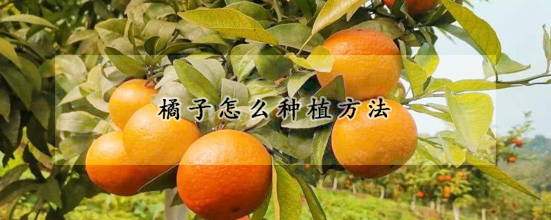 橘子怎么種植方法