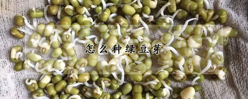 怎么種綠豆芽