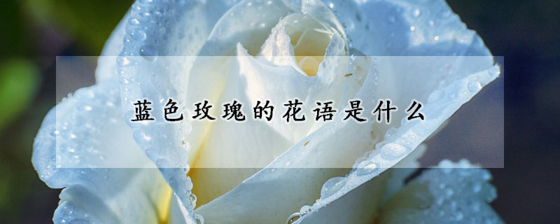 藍(lán)色玫瑰的花語是什么